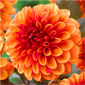 Dalia Dekoracyjna David Howard pomarańczowa 3 szt.