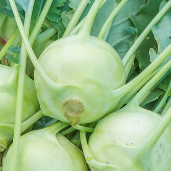 Kalarepa biała Luna nasiona 2 g