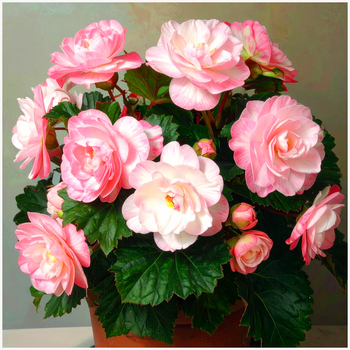 Begonia Wummi Appleblossom różowo biała 1 szt.