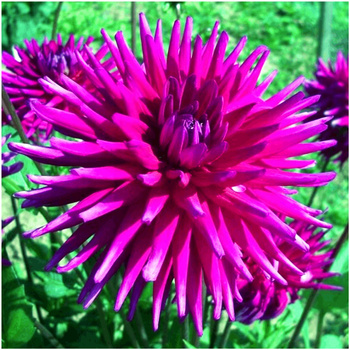 Dalia kaktusowa Purple Gem fioletowa 1 szt.