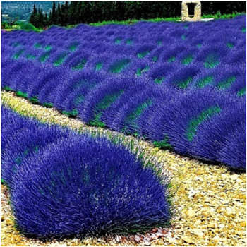 Lawenda niebieska nasiona 0,2 g