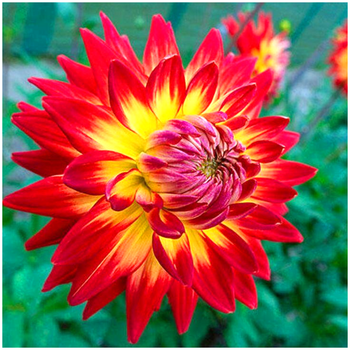 Dalia dekoracyjna dwukolorowa Karma Bon Bini 3 szt.