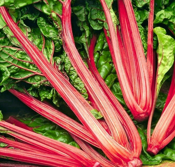 BURAK RHUBARB CHARD ODMIANA LIŚCIOWA