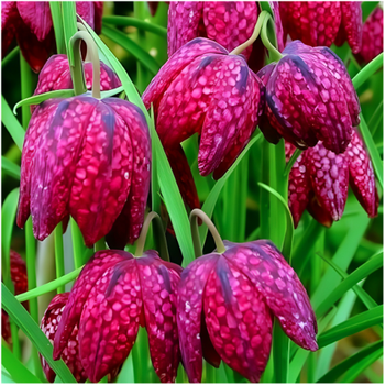 Szachownica kostkowa Fritillaria Meleagris 10 szt.