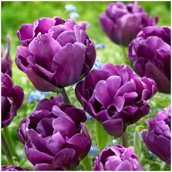 Tulipan pełny fioletowy Alicante 5 szt.