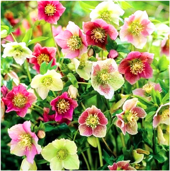 Ciemiernik Helleborus mix kolorów 3 szt.