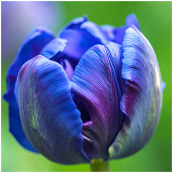 Tulipan Blue Parrot niebieski 10 szt.