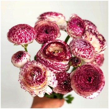 Jaskier peoniowy Ranunculus Bianco Striato 10 szt.