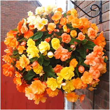 Begonia Zwisająca Pendula Pomarańczowa 1 Szt.