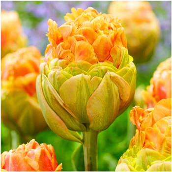 Tulipan pełny Le Lavandou pomarańczowo-żółty 10 szt.