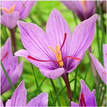 Krokus Sativus szafran uprawny 10 szt.