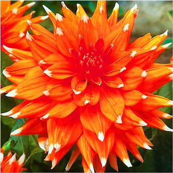 Dalia strzępiasta Colour Spectacle 3 szt.