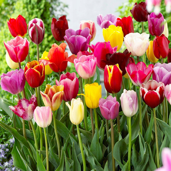 Tulipan PREMIUM mix mieszanka kolorów 200 szt.