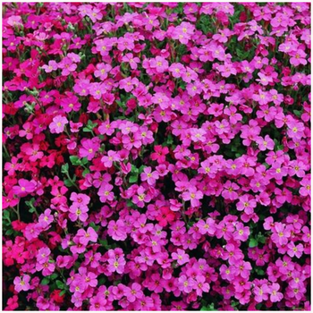 Lobelia czerwono różowa nasiona 0,1 g