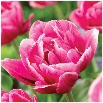 Tulipan pełny Pink Cameo biało-różowy 5 szt.