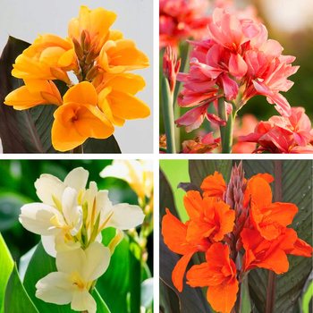 Canna Kanna Paciorecznik zestaw mix kolorów 4 szt.