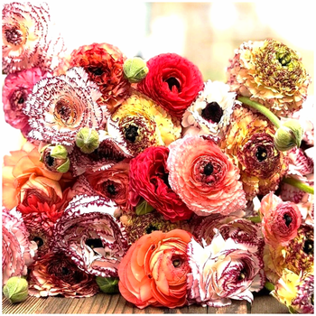 Jaskier Ranunculus Pastello Striato Mix 5 szt.
