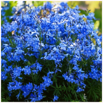 Lobelia stroiczka niebieska 0,1g