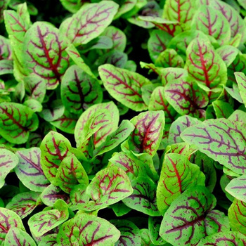 Szczaw krwisty nasiona 0,2 g