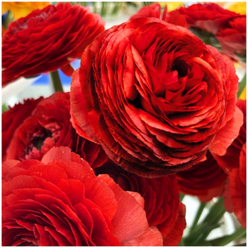Jaskier perski Ranunculus Cioccolato 10 szt.