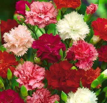 GOŹDZIK OGRODOWY SZABO MIX KOLORÓW 0,5g