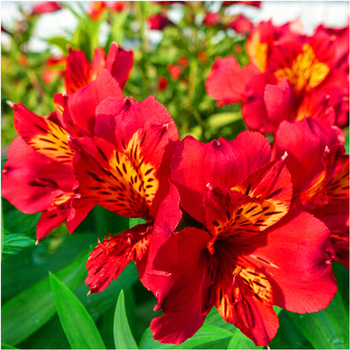 Alstroemeria ogrodowa Mars czerwona 1 szt.