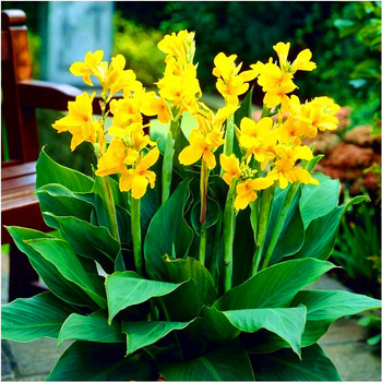 Canna Kanna Paciorecznik żółta 3 szt.