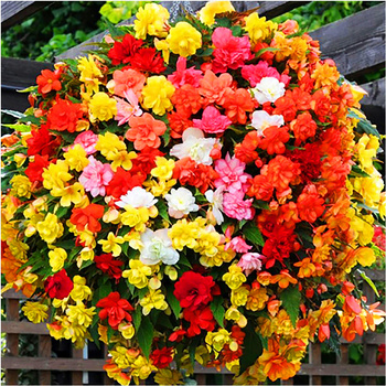 Begonia Zwisająca Pendula Mix 3 Szt.
