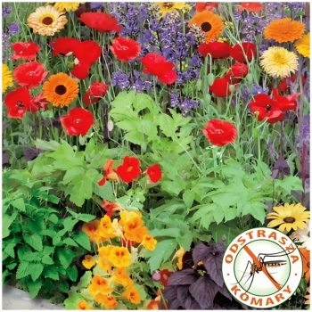 Mieszanka roślin antykomarowa nasiona 1 g