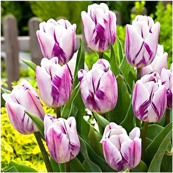 Tulipan PREMIUM Flaming Flag biało-fioletowy 20 szt.