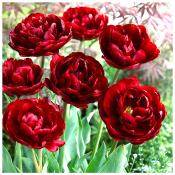 Tulipan pełny Uncle Tom czerwony 10 szt.