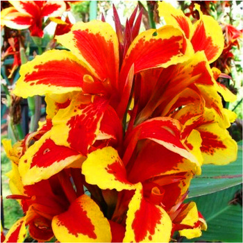 Canna Kanna Queen Charlotte Paciorecznik czerwona 3 szt.