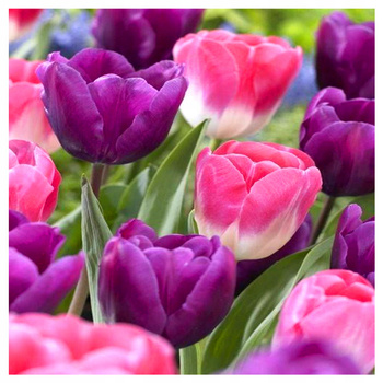 Tulipany mix kolory różu i fioletu 50 szt.