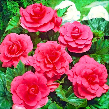 Begonia Podwójna Różowa 1 Szt.