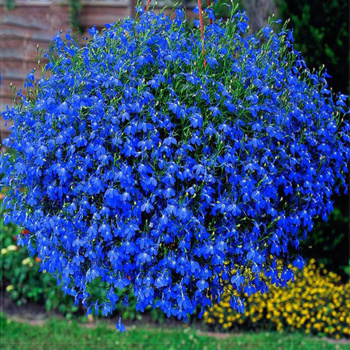 Lobelia Zwisająca Niebieska 0,1g