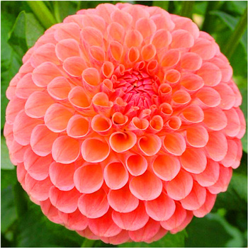 Dalia Pomponowa Sylvia pomarańczowa 3 szt.