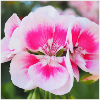 Pelargonia rabatowa cesarska różowa 0,05 g