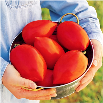 Pomidor szklarniowy Big Mama F1 nasiona 20 szt.