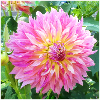 Dalia dekoracyjna różowa Tompoes 3 szt.