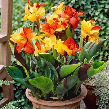 Canna Kanna Paciorecznik Cleopatra 1 szt.