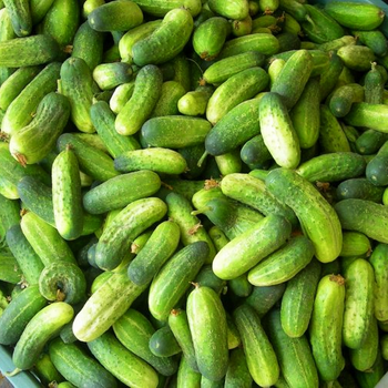 Ogórek gruntowy Śremski nasiona 5 g