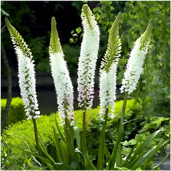 Pustynnik Eremurus Biały Line Dance 3 szt.