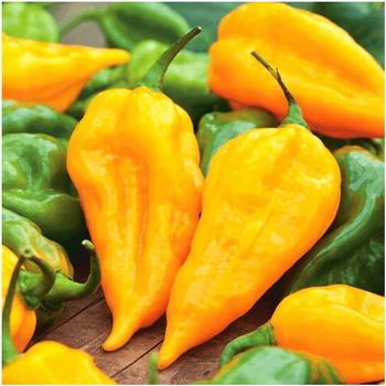 PAPRYKA CHIŃSKA HABANERO LIMON OSTRA nasiona 0,15 g