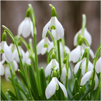 Śnieżyczka Przebiśnieg Galanthus woronowii 50 szt.