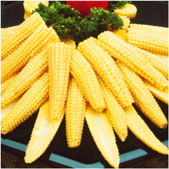 Kukurydza cukrowa Minigold nasiona 4 g