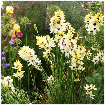 Iksja Ixia Ogrodowa Hogarth 10 szt.