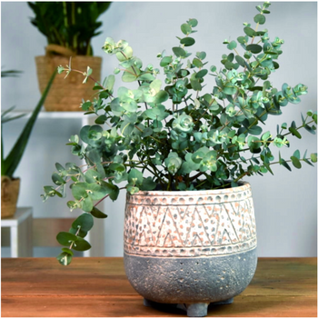 Eukaliptus właściwy nasiona 10 szt.