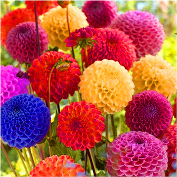 Dalia Pomponowa mix kolorów 3 szt.