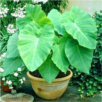 Colocasia Esculenta Kolokazja Gigantyczna Uszy Słonia 3 szt.