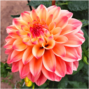 Dalia Dekoracyjna Princess Elizabeth 3 szt.